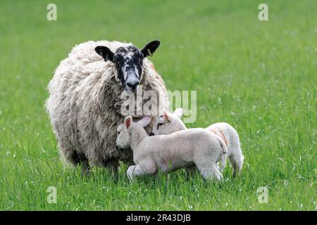 Swaledale Maultier-Mutterschafe oder weibliche Schafe mit ihren beiden jungen Lämmern, die sich an ihr Fleece kuscheln. Yorkshire Dales, Großbritannien. Schließen. Sauberer Hintergrund. Horizontal Stockfoto