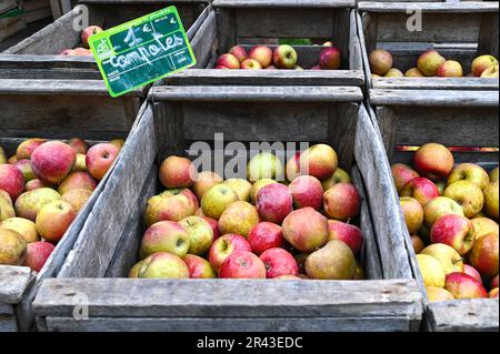 Bio-Äpfel werden auf dem lokalen Markt von Saumur in Frankreich angeboten Stockfoto