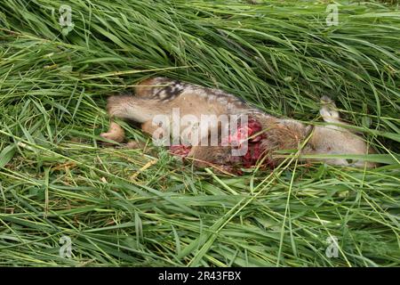 Schlachtkörper, Rotwild (Capreolus capreolus), Schnabeltier, Allgaeu, Bayern, Deutschland Stockfoto