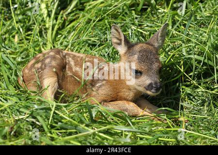 Rotwild (Capreolus capreolus) wenige Tage altes Faultier, Allgaeu, Bayern, Deutschland Stockfoto