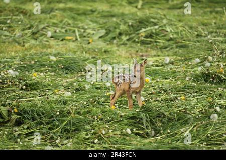 Europäischer Reh (Capreolus capreolus) wenige Tage altes Reh auf frisch gemähter Wiese, Allgaeu, Bayern, Deutschland Stockfoto