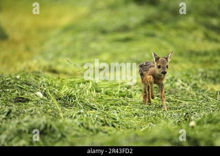 Europäischer Reh (Capreolus capreolus) wenige Tage altes Reh, das auf einer Wiese in Allgaeu, Bayern, Deutschland, liegt Stockfoto