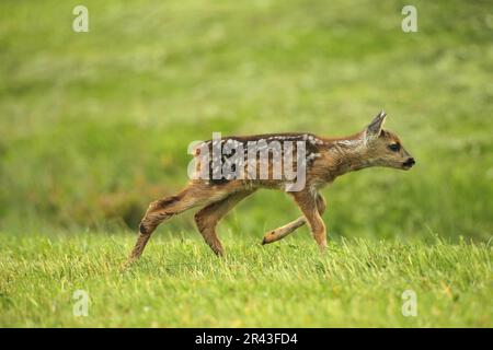 Europäischer Reh (Capreolus capreolus) wenige Tage altes Reh, das auf einer Wiese in Allgaeu, Bayern, Deutschland, liegt Stockfoto