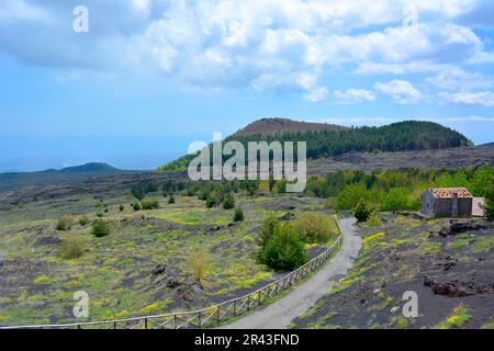 Italien, Italien, Sizilien, Ätna, Vulkanasche und Felsen, Pflanzenwachstum auf Lavaasche Stockfoto