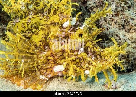 Laterale Nahaufnahme des Kopfes eines gut getarnten gelben Popeyed Skorpionfish (Rhinopias frondosa) mit Tarnung von Körperanhängen wie Ränder Stockfoto