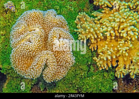 Linke Lederkoralle (Sarcophyton glaucum), unterhalb der Halimeda-Alge (Halimeda copiosa), rechte kleine Polyp-Steinkoralle (Acropora) Hartkoralle, Indischer Ozean Stockfoto