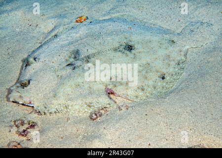 Tropischer Flunder (Bothus lunatus) Plattfisch Pfauenbutt liegt flach auf sandigen Tarnhagen wie Sand, Indischer Ozean, Maskareninseln Stockfoto