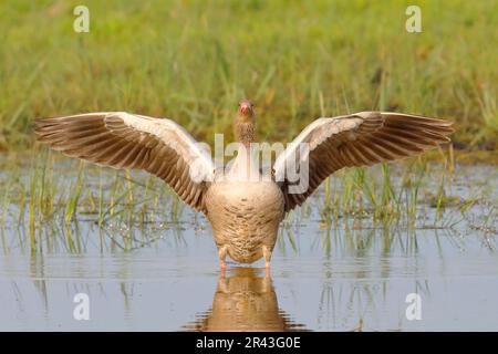 Greylag Goose (Anser anser) mit ausgestreckten Flügeln auf einer überfluteten Wiese, Erwachsener, Lake Neusiedl National Park, Seewinkel, Burgenland Stockfoto