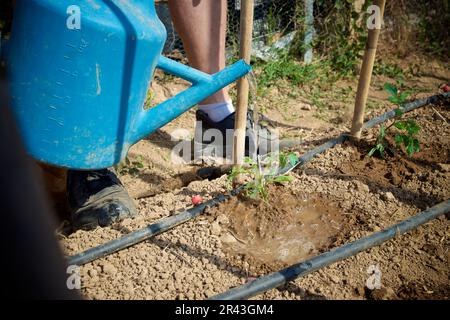 Bauer, der in einem neu gepflanzten Obstgarten Setzlinge mit einer Gießkanne bewässert Stockfoto
