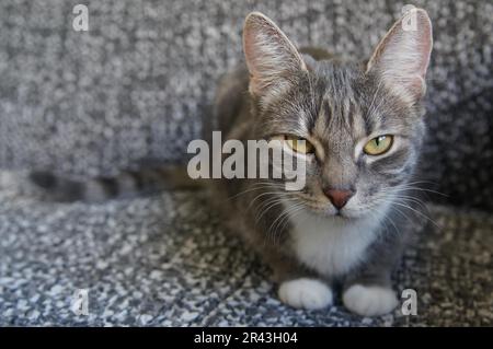 Silbergraue Tabby-Katze Stockfoto