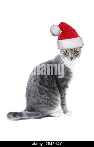 Tabby Katze Tragen santa hat für Weihnachten, isoliert auf weißem Stockfoto