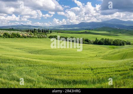 Grüne Farmflächen im Val d'Orcia Toskana Stockfoto