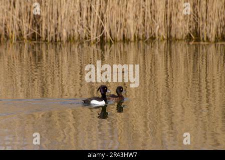 Ein Paar getuftete Enten (Aythya fuligula) schwimmen zusammen Stockfoto