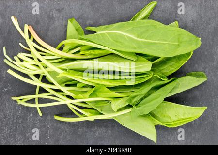 Frische rohe grüne Sorrel-Blätter (Rumex acetosa) liegen auf einer schwarzen Schiefertafel Stockfoto