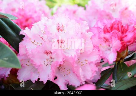 Rosa Blüten von einem Rhododendron-Busch Stockfoto