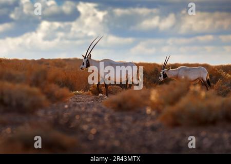 Arabien Natur. Wildlife Jordan, zwei arabische Oryx oder weiße Oryx, Oryx Leucoryx, Antilope mit einer ausgeprägten Schulterbeulung, Abendlicht in der Natur. Anima Stockfoto