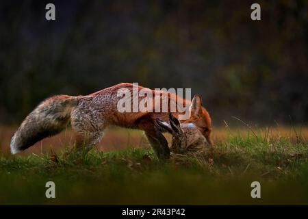 Fuchshasen im Waldnedow, Vysocina in der Tschechischen Republik, Europa. Natur der Tierwelt. Das Fütterungsverhalten von Tieren im Naturlebensraum. Süßer Rotfuchs Stockfoto