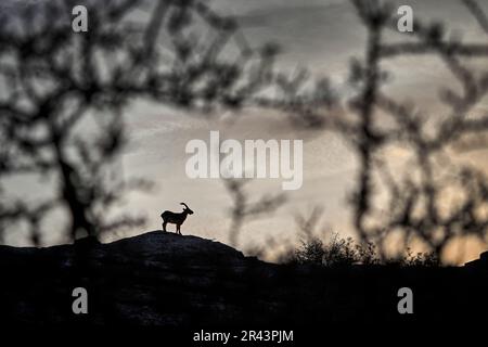 Spanische Tierwelt. Iberischer Steinbock, Capra pyrenaica, Wildziege im Naturgebiet, Naturschutzgebiet El Torcal de Antequera in Andalusien, Spanien. Spanische ibe Stockfoto