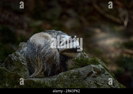 Dachs auf dem Stein im Wald. Versteckt in den Büschen der Preiselbeeren. Schönes Holz im Hintergrund, Deutschland, Europa Wildtiere. Stockfoto