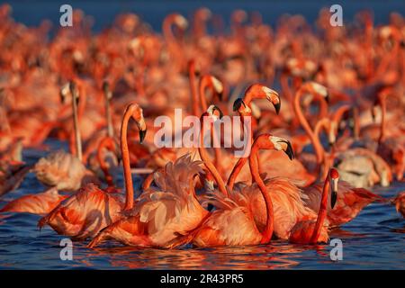 Flaminfos, mexikanische Tierwelt. Vogelschwarm im Wasser des Flusses mit dunkelblauem Himmel und Wolken. Amerikanischer Flamingo, Phoenicopterus ruber, rosa BI Stockfoto