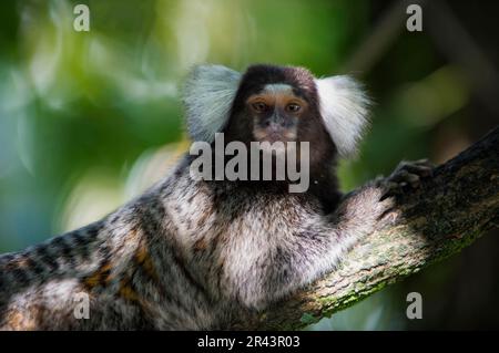 Marmoset (Callithrix jacchus), Affen, Krallenaffen, Primaten, Säugetiere, Tiere, Gemeine Marmoset, Rio de Janeiro, Brasilien Stockfoto