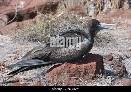 Herrlicher Fregatebird (Fregata Magnificens), Nordseymour Island, Galapagos, Ecuador, UNESCO-Weltkulturerbe Stockfoto