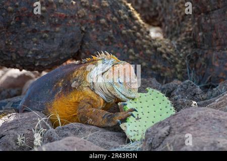Galapagos-Landiguana (Conolophus subcristatus), die sich von Kaktusblättern ernährt, Insel Nord-Seymour, Galapagos, Ecuador, UNESCO-Weltkulturerbe Stockfoto