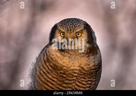 Habichtskauz, Surnia ulula, versteckt in Kiefern. Hawk Eule rosa violett Dämmerung Nacht. Winterwildleben in Schweden. Blizzard mit niedlichen Eule mit gelben Augen. Stockfoto
