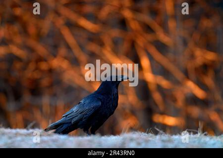 Raven, kalter Winter mit Reif, Orangenabend in den Wäldern, Bieszczadzki Park Narodowy, Polen in Europa. Schwarzer Vogel mit großer Rechnung. Stockfoto