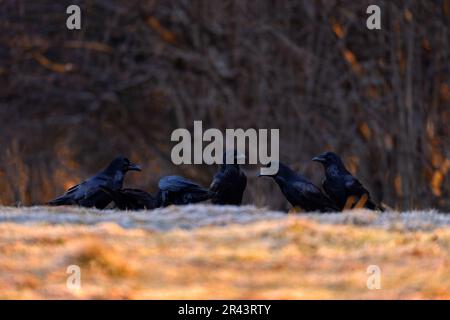 Rabengruppe bei Sonnenuntergang im Winter. Raven, kalter Winter mit Reif, Orangenabend in den Wäldern, Bieszczadzki Park Narodowy, Polen in Europa. Schwarz-bi Stockfoto