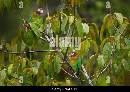 Papagei, Pionopsitta haematotis, Mexiko, grüner Papagei mit braunem Kopf. Detail Nahaufnahme Porträt von Vogel aus Mittelamerika. Wildlife-Szene aus Tropi Stockfoto