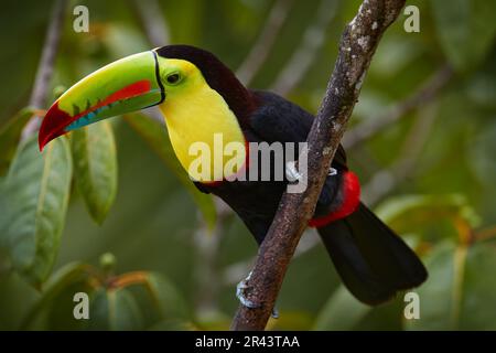 Mexikanische Tierwelt. Kielschnabel-Toucan, Ramphastos sulfuratus, Vogel mit großem Schein, der auf einem Ast im Wald sitzt, Yucatan. Naturreisen im Zentrum von Ame Stockfoto