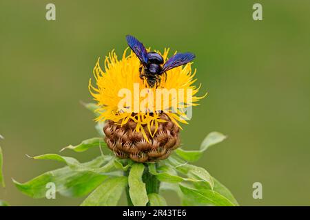 Violette Zimmermannsbiene (Xylocopa violacea), Rheinland-Pfalz, Europa, Blauholzbiene, Biene, Bienen, Deutschland Stockfoto