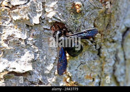 Violette Zimmermannsbiene (Xylocopa violacea), Rheinland-Pfalz, Europa, Blauholzbiene, Biene, Bienen, Deutschland Stockfoto