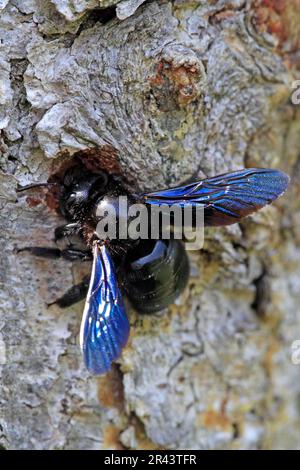 Violette Zimmermannsbiene (Xylocopa violacea), Rheinland-Pfalz, Europa, Blauholzbiene, Biene, Bienen, Deutschland Stockfoto