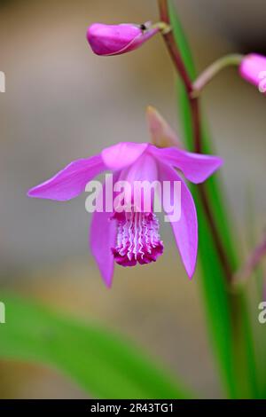 Hardy chinese Ground Orchidee (Bletilla striata), chinesische Orchidee Stockfoto