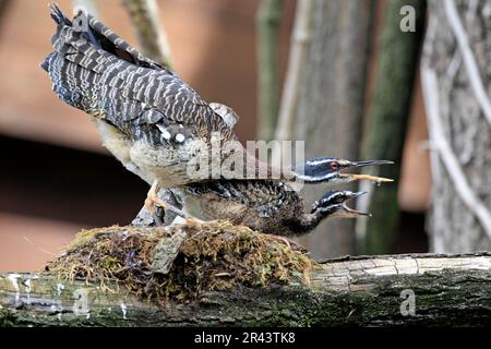 Sunbittern (Eurypyga helias) mit Jungvogel, im Nest Stockfoto