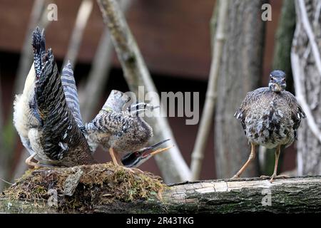 Sunbittern (Eurypyga helias) mit Jungvogel, im Nest Stockfoto