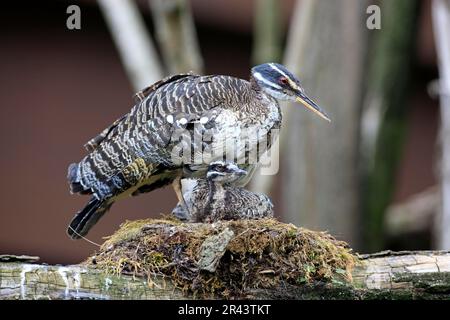 Sunbittern (Eurypyga helias) mit Jungvogel, im Nest Stockfoto