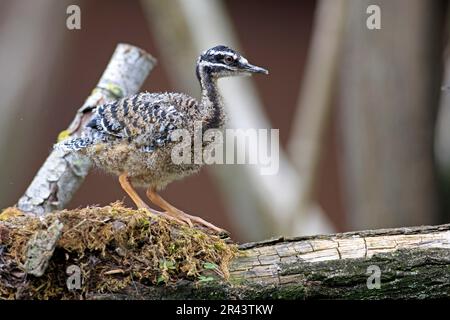 Sunbittern (Eurypyga helias), junger Vogel, im Nest Stockfoto