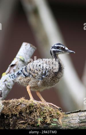 Sunbittern (Eurypyga helias), junger Vogel, im Nest Stockfoto