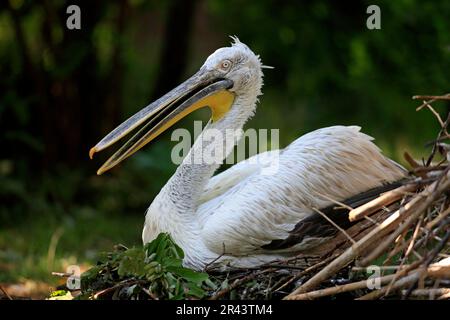 Dalmatiner Pelikan (Pelecanus crispus), auf dem Nest Stockfoto