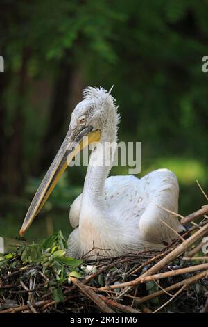 Dalmatiner Pelikan (Pelecanus crispus), auf dem Nest Stockfoto