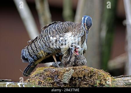 Sunbittern (Eurypyga helias) mit Jungvogel, im Nest Stockfoto