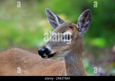 Großwild (Odocoileus virginianus clavium), weibliches Porträt, National Key Deer Refuge, Großwild, Nordamerika, USA Stockfoto