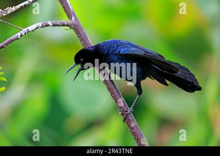 Segelgrackle (Quiscalus Major), männlicher Erwachsener ruft in Bereitschaft, Wakodahatchee Wetlands, Delray Beach, Florida, Nordamerika, USA Stockfoto