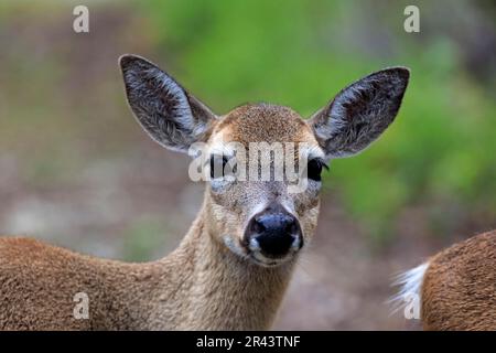 Großwild (Odocoileus virginianus clavium), weibliches Porträt, National Key Deer Refuge, Großwild, Nordamerika, USA Stockfoto