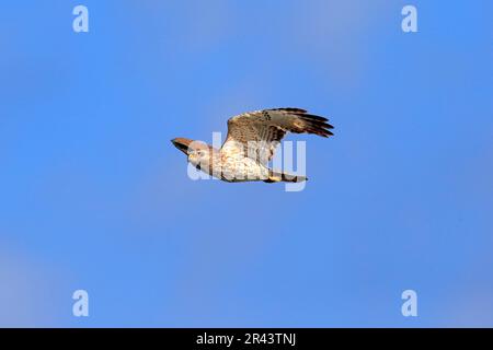 Cooper's Hawk (Accipiter cooperii), Erwachsenenfliegen, Wakodahatchee Wetlands, Delray Beach, cooper's Hawk, Nordamerika, USA Stockfoto