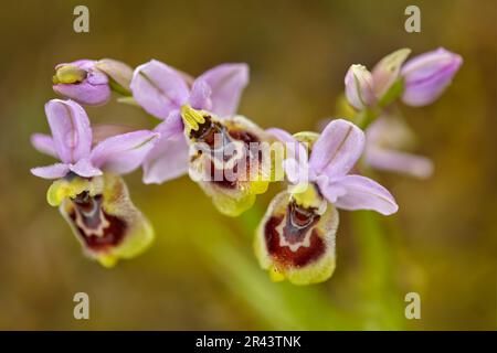 Ophrys tenthredredinifera, Sawfly Orchid, Gargano in Italien. Blühende europäische terrestrische Wildorchidee, Lebensraum der Natur. Schönes Detail der Blüte, Frühling Stockfoto