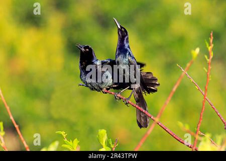 Grackle (Quiscalus Major), zwei Erwachsene Männer in Bereitschaft, Wakodahatchee Wetlands, Delray Beach, Florida, Nordamerika, USA Stockfoto